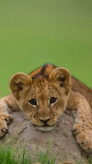 Lion Cub Wallpaper