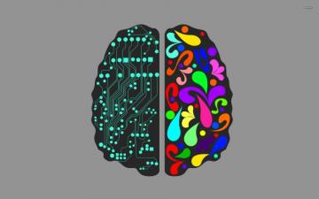 Logical And Creative Brain Hemispheres Wallpaper
