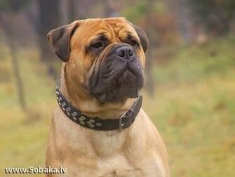 Bullmastiff Wallpaper HD