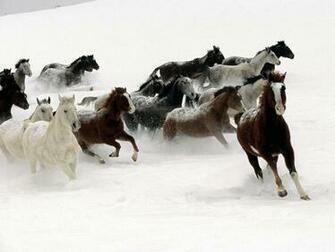 Running Horse Wallpaper Which Is Under The