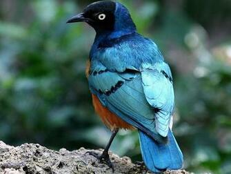 Wallpaper Blue Bird HD Colourful Parrot Birds