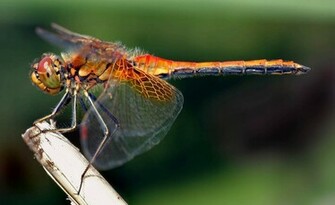 Dragonfly Wallpaper And Background