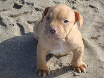 Red Pit Bulls Galleryhip The Hippest Pics