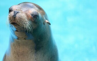 Wallpaper Animals Sea Lion