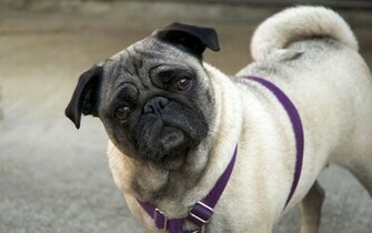 Cute Pug HD Wallpaper