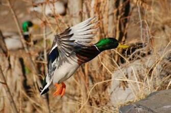 Mallard Wallpaper Drake In Flight By