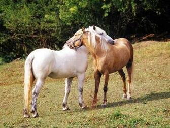 Picture Animal Horse Photos