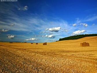 Club Buzz Crops Field Wallpaper