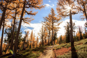 Peak Color Subalpine Larch Near Lolo Montana 4k Wallpaper