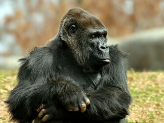 Gorilla HD Wallpaper