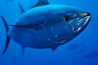 Atlantic Bluefin Tuna Photo And Wallpaper Cute