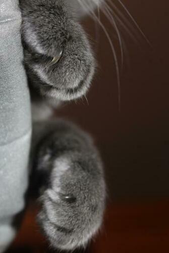 Adonis Kute Cute Cats Photos Cat Wallpaper