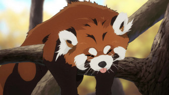 Cute Red Panda Wallpaper