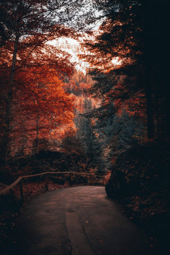 Cute Fall Phone X Wallpaper