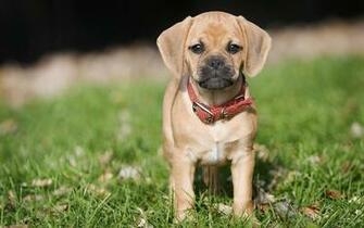 Cute Puppy Wallpaper In HD