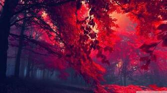 Red HD Wallpaper 1080p Image Trending Wallpaperd Advanced