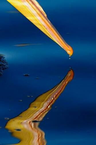 Pelicans Wallpaper Pictures Image Gallery
