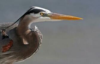 Blue Heron Wallpaper Background