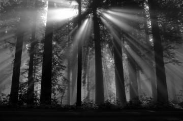 Black Forest HD Wallpaper Background
