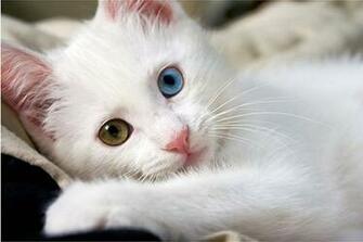 Pics Photos Few Little And Very Cute Cats Image