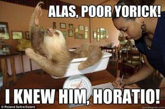 Sloth Race