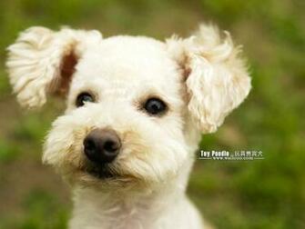 Puppies Toy Poodle Puppy Wallpaper Lovable