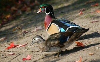 Wood Duck Pair
