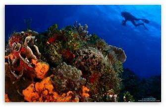 Scuba Diving HD Desktop Wallpaper High Definition Fullscreen