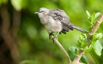 Mockingbird Wallpaper