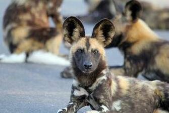 African Wild Dog Wallpaper Background