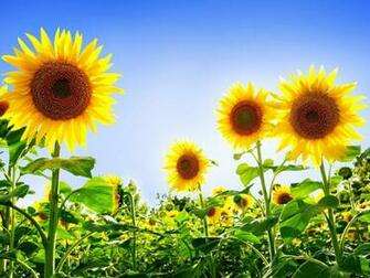 Summer Wide Wallpaper High Definition Quality Widescreen