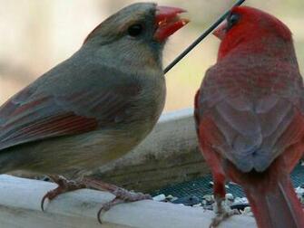 Cardinal Themes Northern Wallpaper