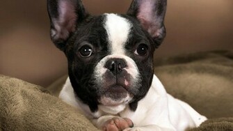 Boston Terrier Wallpaper