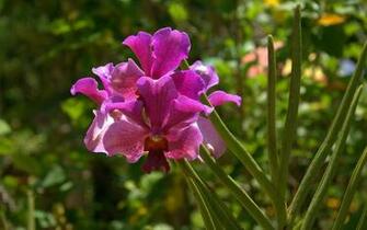 Orchid Wallpaper