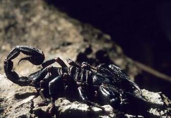 Best Wallpaper Scorpions