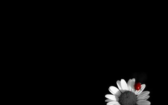 Background Black Wallpaper Flowers Flower White Red