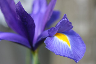 Hollandica Iris Flower N84ppjno1wg8nedk Wallpaper