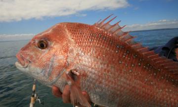 Snapper Vr Fish