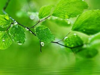 Green Nature HD Wallpaper For Pc Computer Ideas