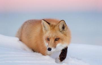 Wallpaper Twilight Fox Sunset Winter Snow Dusk Wildlife