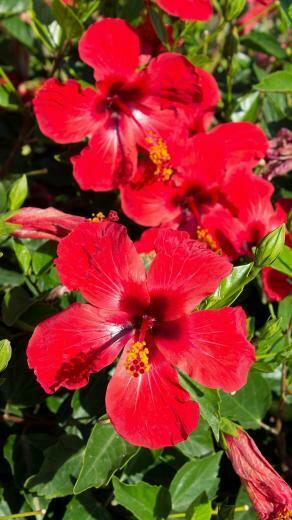 Hibiscus Wallpaper