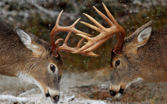 Majestic Deer Showdown Wallpaper