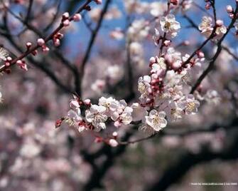 Besthomedecorators 3d Cherry Blossom Wallpaper Html