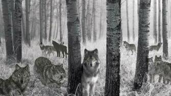 Birch Black And White Wolf Spirits Animals Dogs HD Desktop