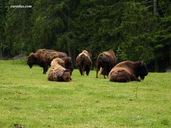 Buffalos Rugby