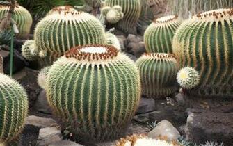 Cactus Flowers Widescreen Wallpaper