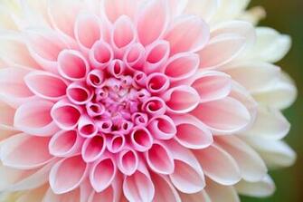 Blossom Pictures Image