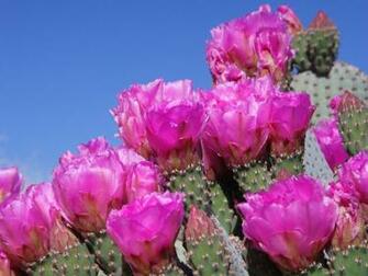 Beavertail Cactus Wallpaper Stock Photos