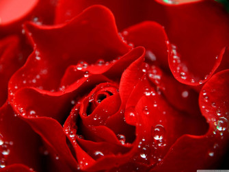 Love Rose Picture Wallpaper