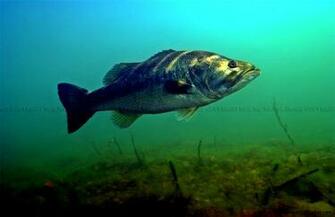 Largemouth Bass Underwater